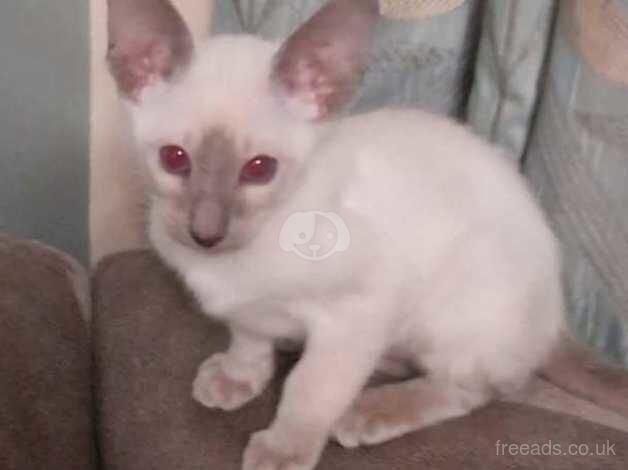 Lilac Siamese and Oriental male kittens Gccf registered for sale in Torpoint, Cornwall