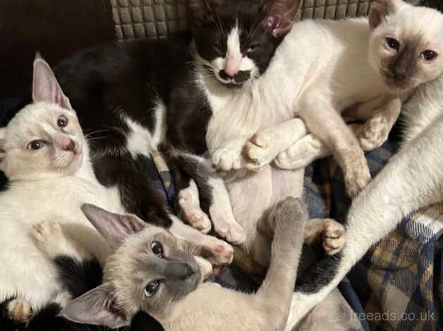 lovely kittens siamese for sale in Worcester, Worcestershire