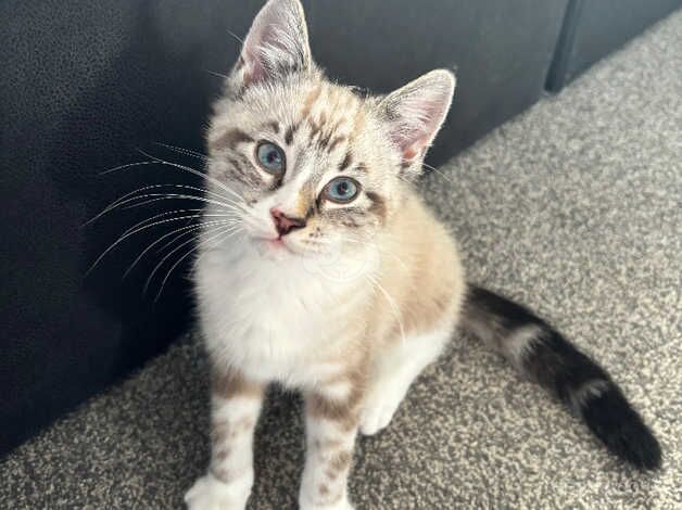 Lynx Point Siamese Cross for sale in Dundee, Dundee City