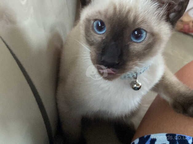 Mr jinx our chocolate point Siamese for sale in Buntingford, Hertfordshire