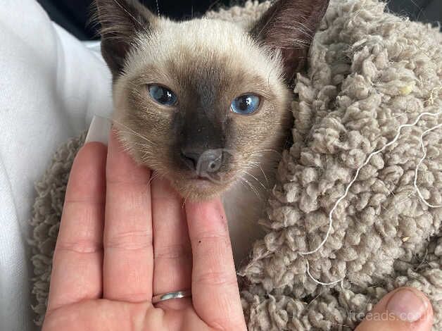 Mr jinx our chocolate point Siamese for sale in Buntingford, Hertfordshire - Image 4