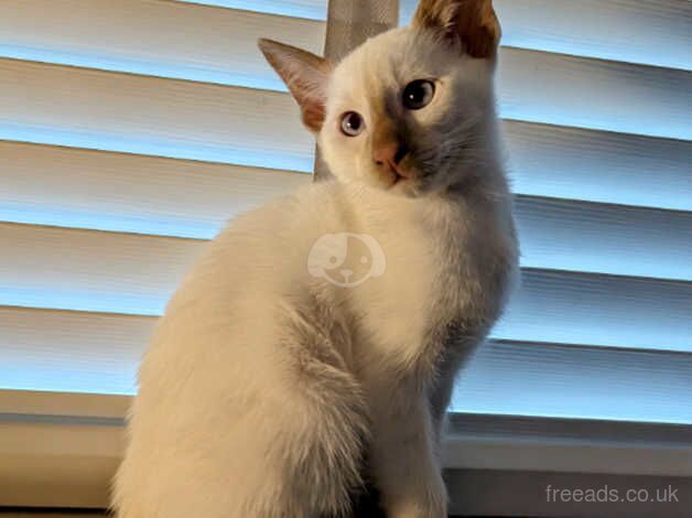 One stunning fawn Siamese kitten available now for sale in Preston, East Lothian