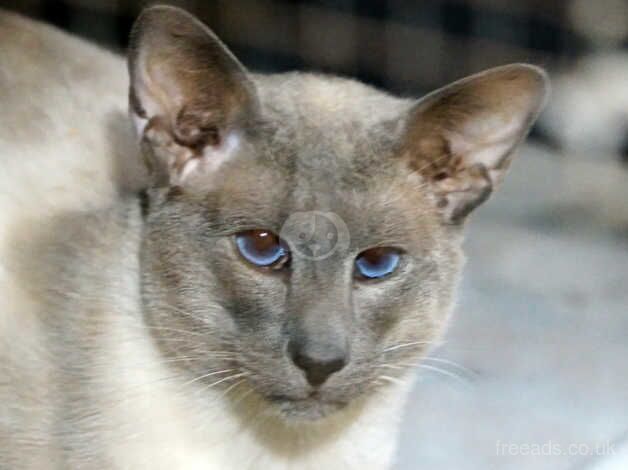 Pure Siamese Blue Point Adult Pair TO VERY LOVING PET Cat HOME for sale in Solihull, West Midlands