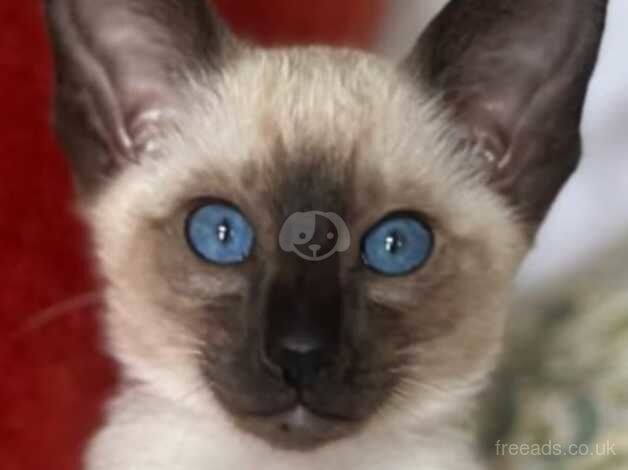 Pure Traditional Siamese Kittens for sale in Bucknell, Shropshire