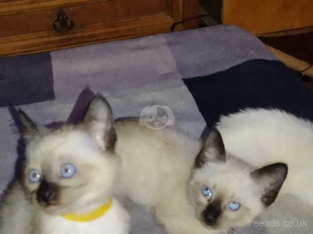 Ragamese kittens for sale in Banbridge