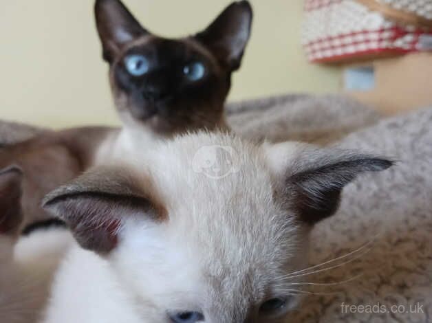 Seal Point Siamese. for sale in Barnet, Barnet, Greater London