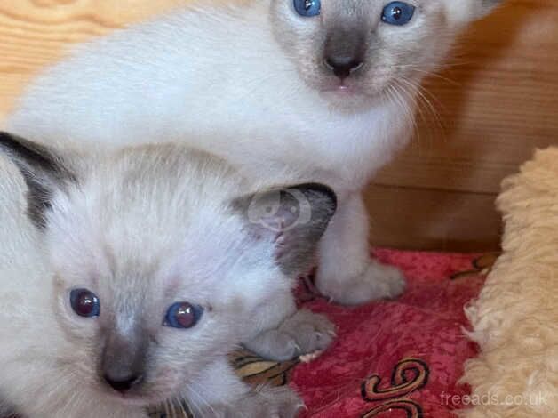 Seal point Siamese kittens for sale in Doncaster, South Yorkshire