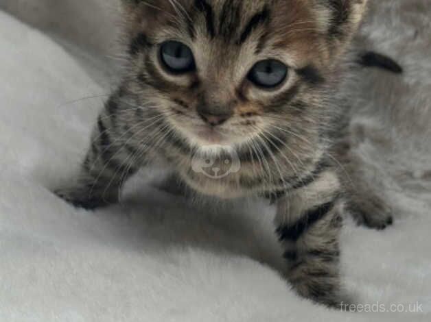 SIAMESE/BENGAL for sale in York, Lancashire