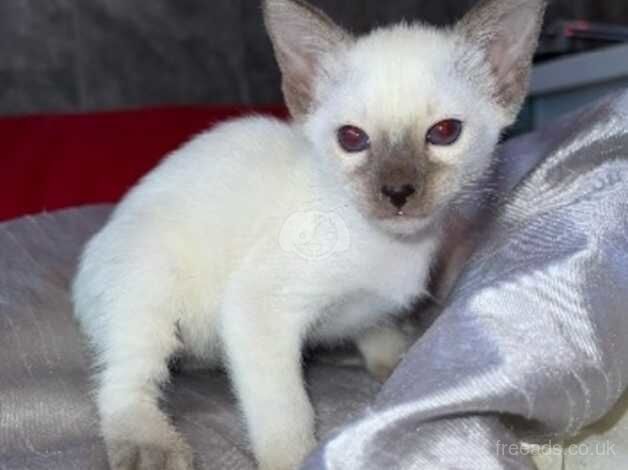 Siamese cat and kitten for sale in Cwmbran/Cwmbrân, Newport