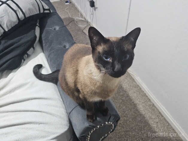 Siamese cat for sale in Glasgow, Glasgow City