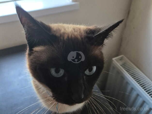 Siamese cat needs a home for sale in Maidstone, Kent