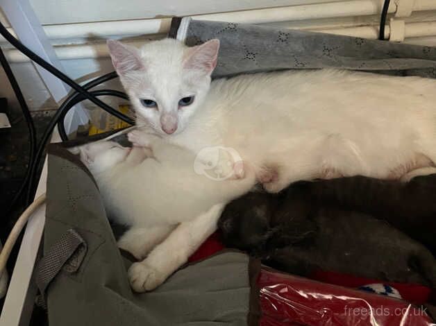 Siamese cross for sale in Gloucestershire