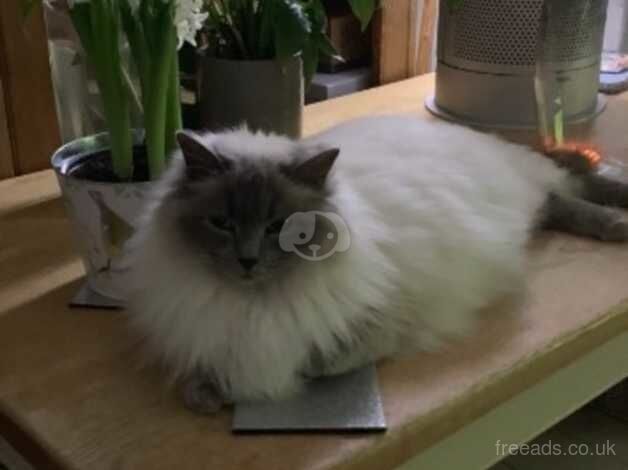 Siamese cross ragdoll blue points for sale in Macclesfield, Cheshire