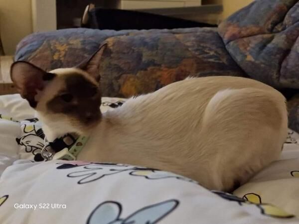 Siamese female nearly 2 years old for sale in Bournemouth, Dorset