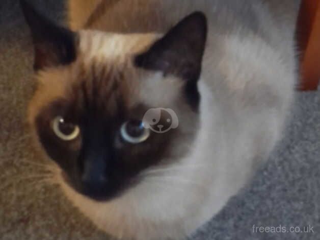 Siamese girl for sale in Chingford, Waltham Forest, Greater London