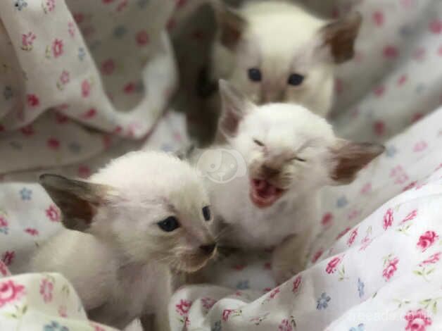 Siamese girl kittens GCCF registered full pedigree for sale in Llanelli, Carmarthenshire