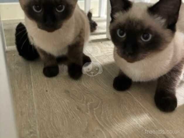 Siamese for sale in Liskeard, Cornwall