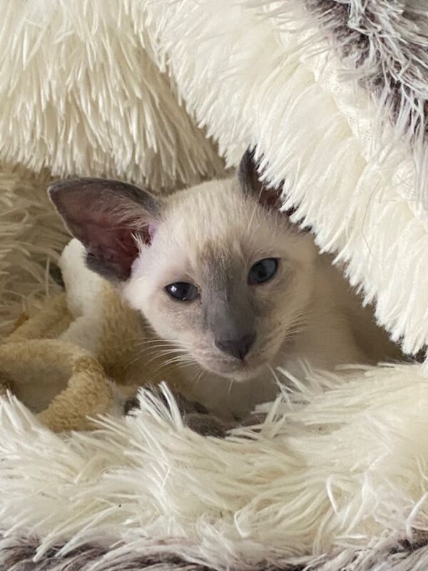 Siamese Kittens For Sale