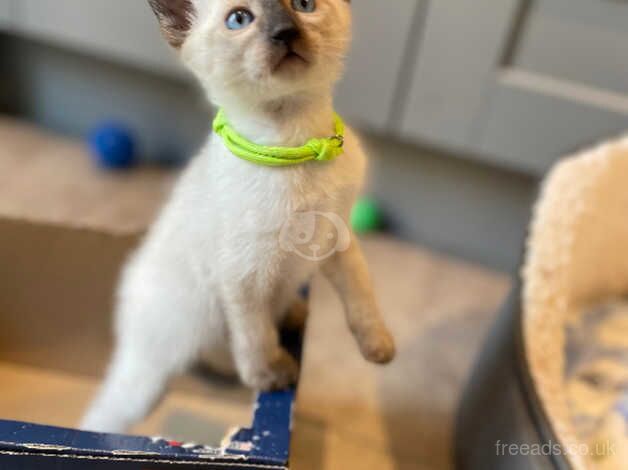 siamese kitten for sale in Lutterworth, Leicestershire