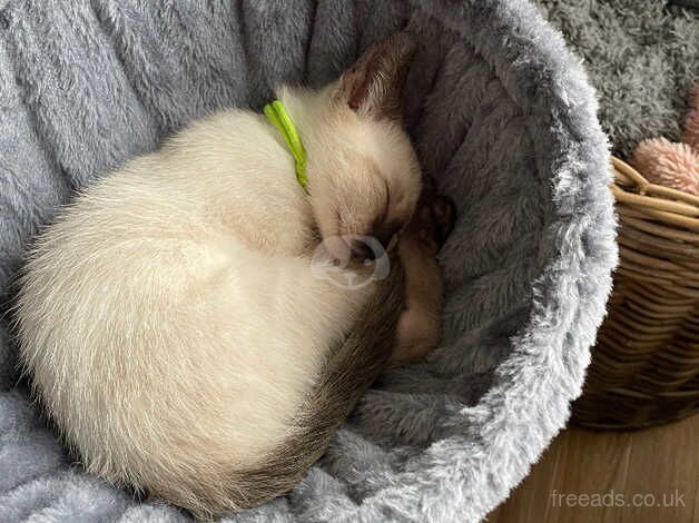 siamese kitten for sale in Lutterworth, Leicestershire