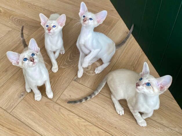 Siamese kittens GCCF registered available now for sale in Doncaster, South Yorkshire