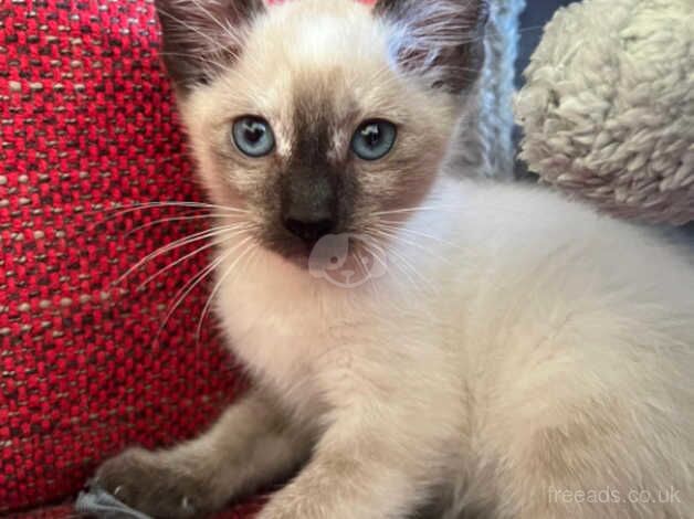 Siamese kittens for sale in Barnet, Barnet, Greater London