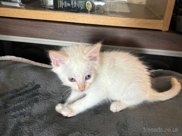 Siamese kittens for sale in Burnley, Lancashire