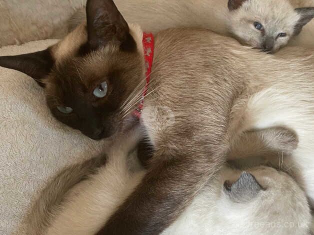 siamese kittens for sale in Lutterworth, Leicestershire