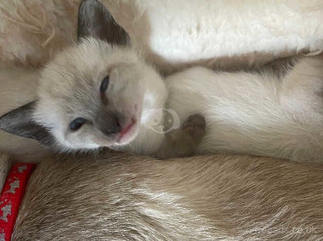 siamese kittens for sale in Lutterworth, Leicestershire - Image 2