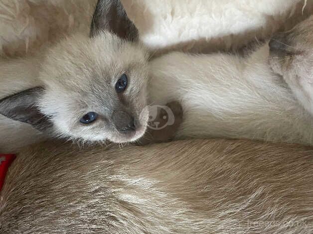 siamese kittens for sale in Lutterworth, Leicestershire - Image 3