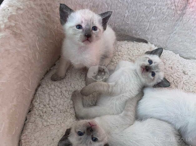 siamese kittens for sale in Lutterworth, Leicestershire - Image 5