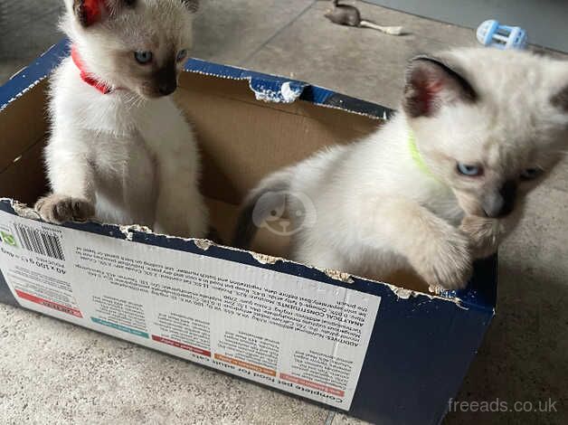 siamese kittens for sale in Lutterworth, Leicestershire