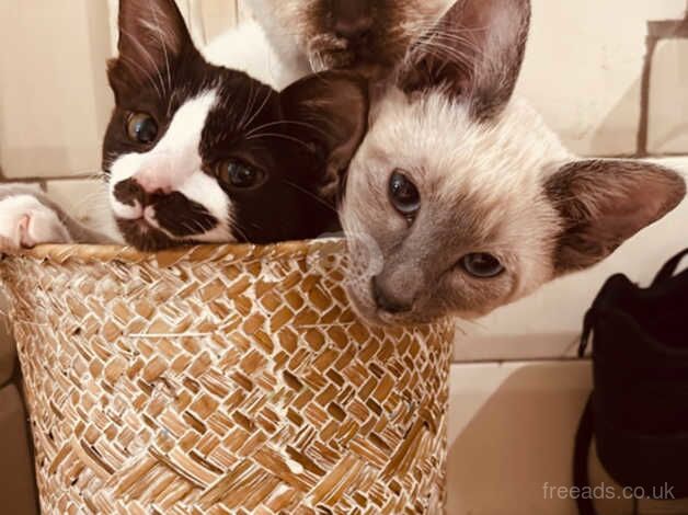 Siamese kittens for sale in Worcester, Worcestershire