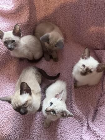 Siamese kittens ready to go start of July £600 each ?? for sale in Manchester, Greater Manchester