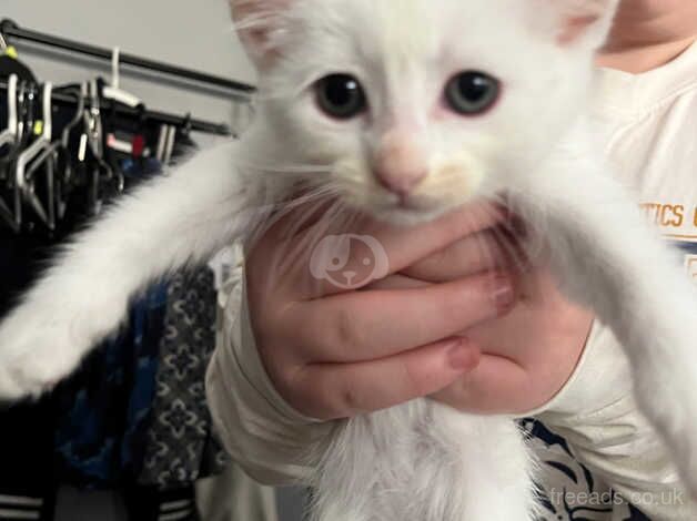 Siamese/oriental kittens for sale in Gloucestershire - Image 4