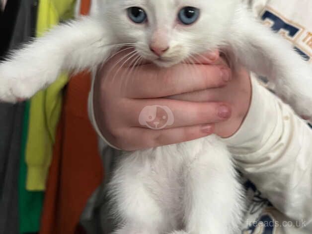 Siamese/oriental kittens for sale in Gloucestershire - Image 5