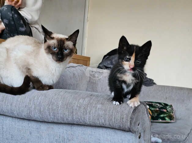 Siamese / oriental kittens ready now for sale in Wareham, Dorset