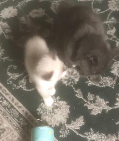 Snowshoe kitten (Famale) beautiful for sale in Ardwick, Greater Manchester