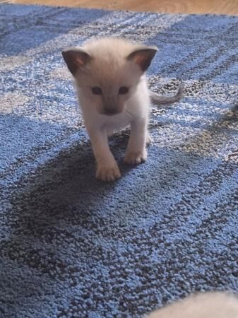 Stunning quality Lilac point traditional Siamese kittens for sale in Stoke-on-Trent, Staffordshire