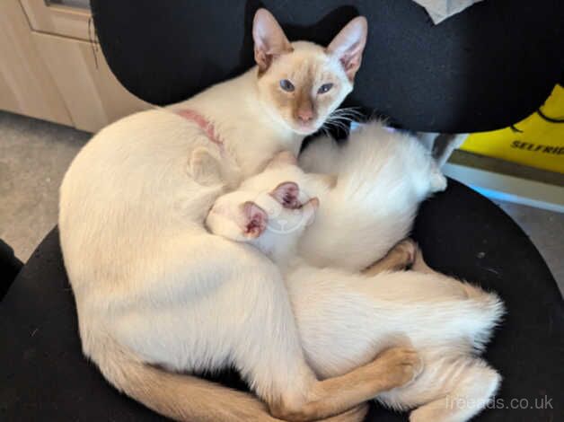 Two adorable Siamese girls - perfect family pets for sale in Preston, East Lothian