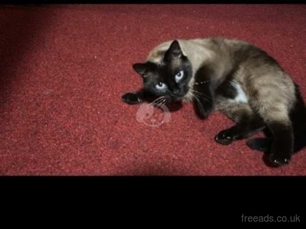 Two cats male female neutered for sale in Glasgow, Glasgow City