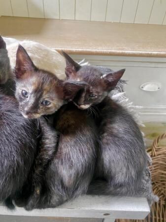 Unique looking half siamese kittens for sale in Conwy, Conwy